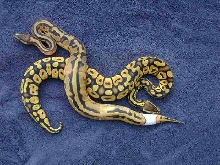 pastel and pied