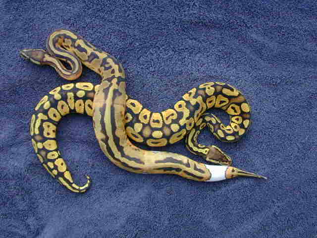pastel and pied