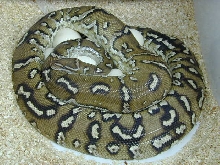 Angolan w/ Eggs