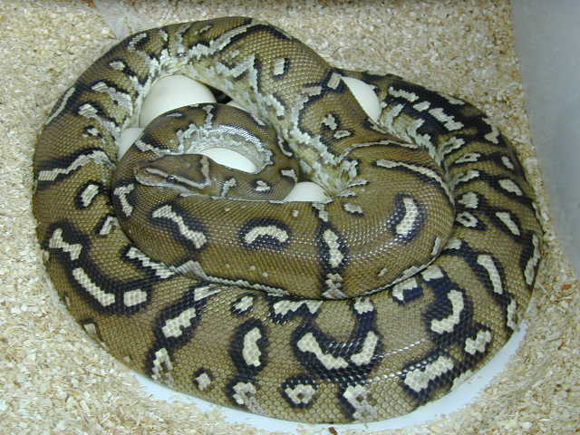 Angolan w/ Eggs