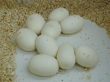 Angolan eggs