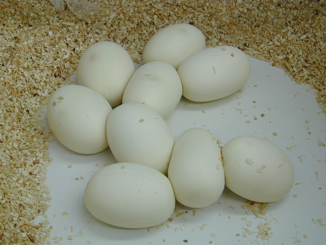 Angolan eggs
