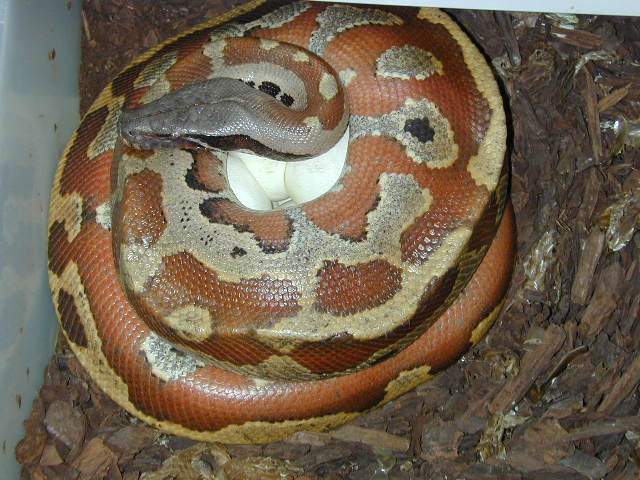 Blood on eggs