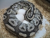 Mojave on eggs