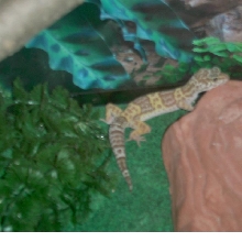 lepord gecko