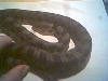 head photo