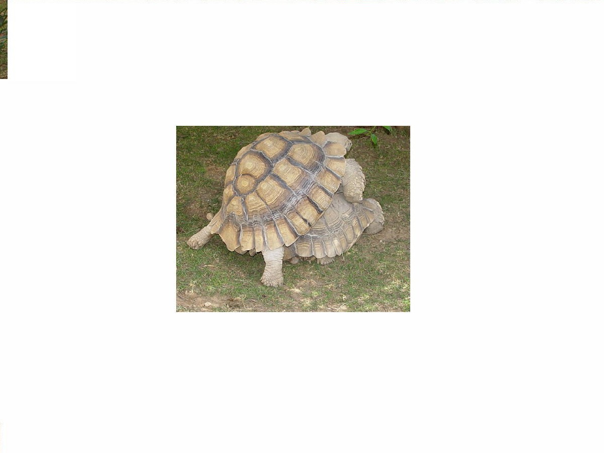 Rapture (F) mounts Parry (M)
