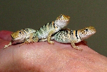 12 & 13 day old hatchlings