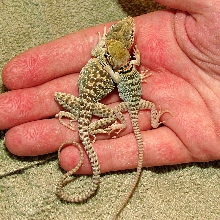 24 day and 3 day old hatchlings