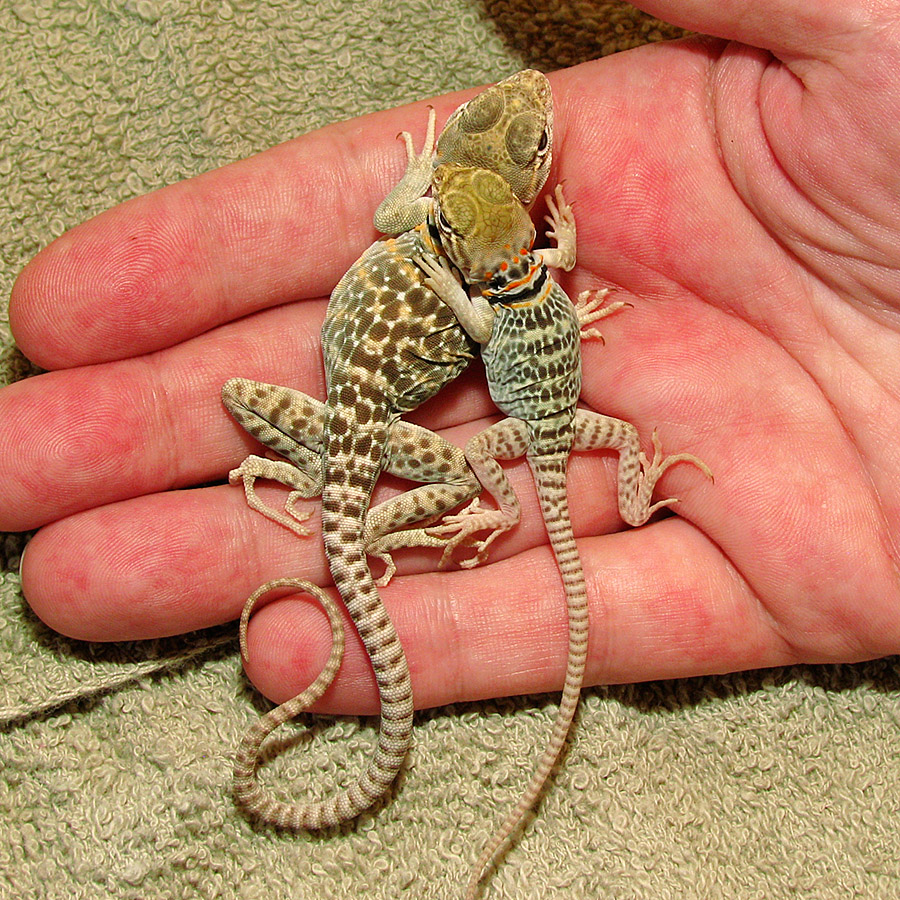 24 day and 3 day old hatchlings