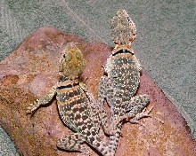 snickets hatchlings 6 weeks