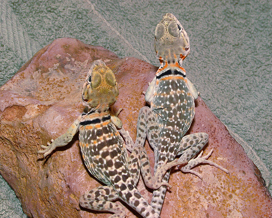 snickets hatchlings 6 weeks