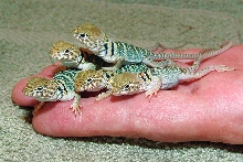 2 & 3 day old Hatchlings