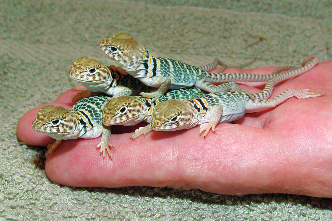 2 & 3 day old Hatchlings
