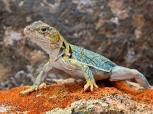 Chimera