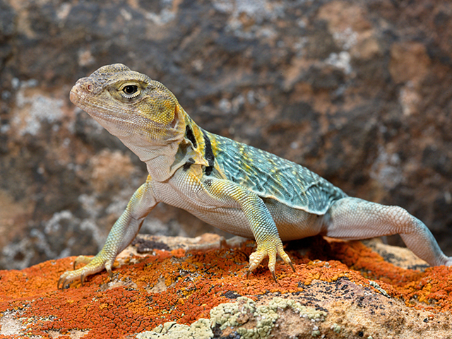 Chimera