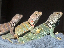 Lizard Lineup; Fawn, Saige Otis