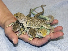 the handful-Cadence, Fawn, Otis, Saige (top)