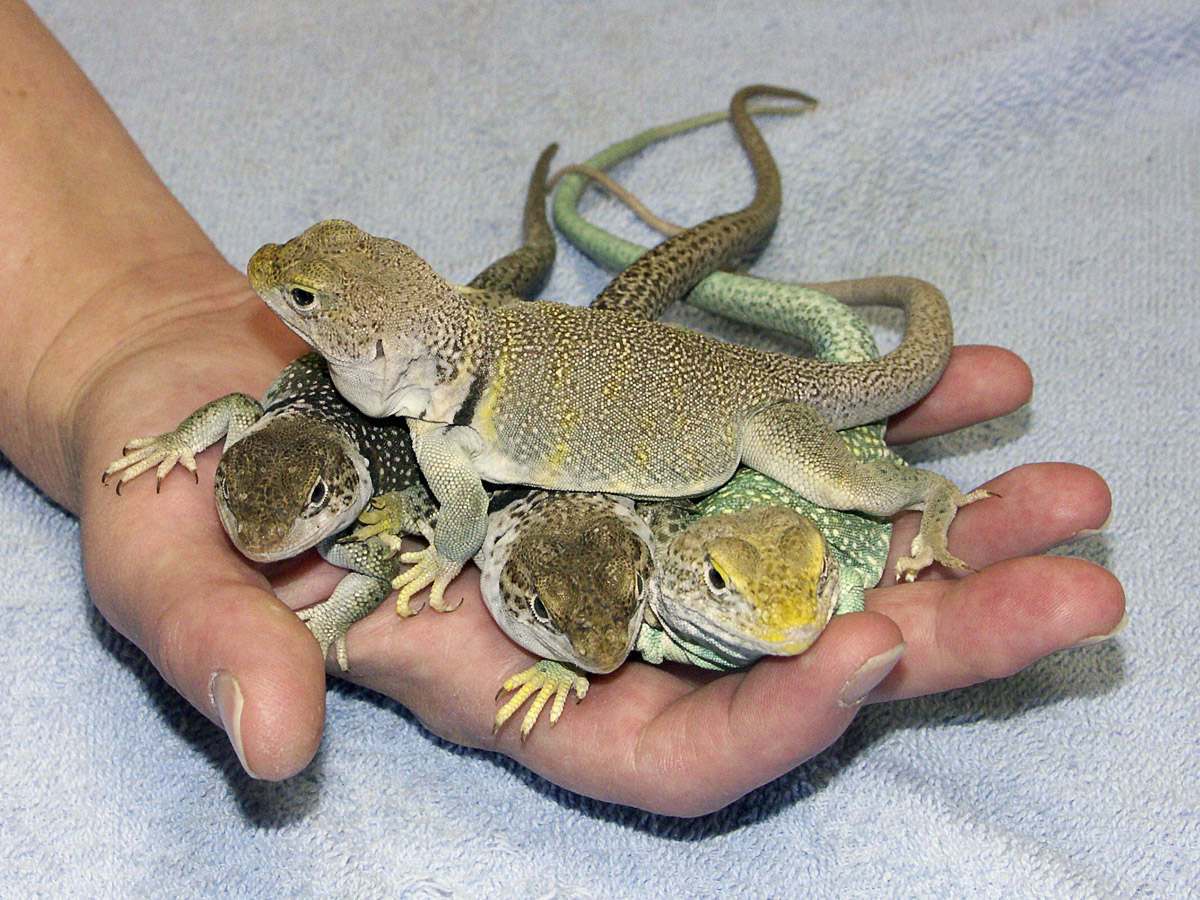 the handful-Cadence, Fawn, Otis, Saige (top)