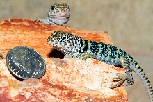 Hatchlings 2011