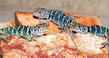 Hatchlings '11