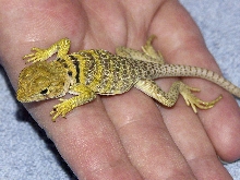 baby with tick-2