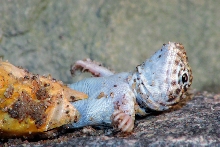 hatchling