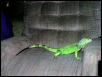 Lounge Lizzard