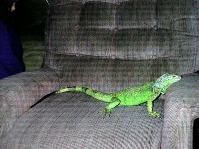 Lounge Lizzard