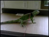 WHERES DINNER