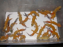 is this too many geckos for a 10 gallon?