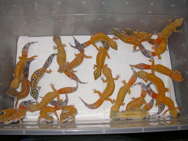 is this too many geckos for a 10 gallon?