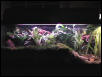 20 gallon long