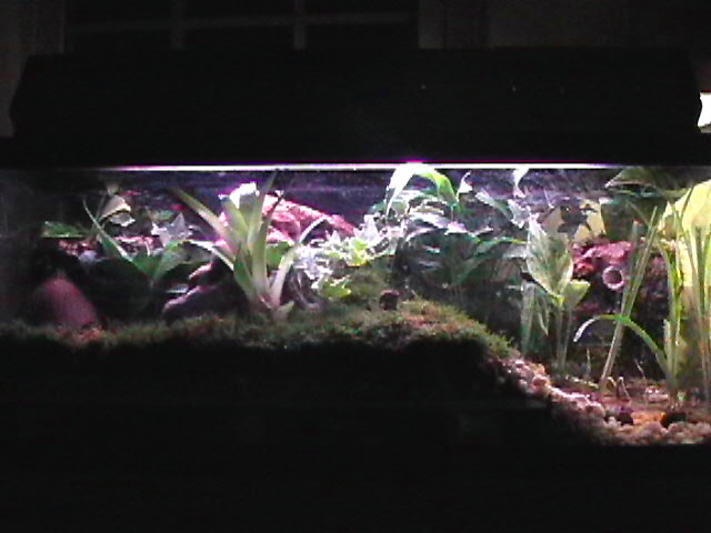 20 gallon long