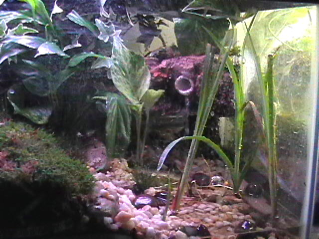 water area with waterfall