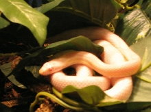 hanging out