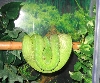 Emma (green)