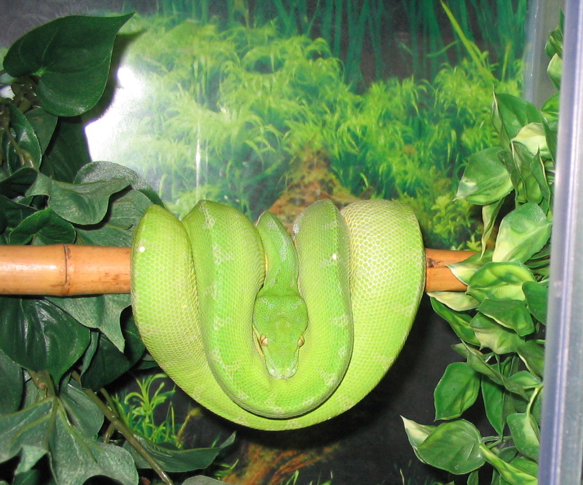 Emma (green)
