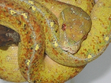 Precious in March