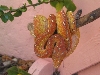 My Precious outside
