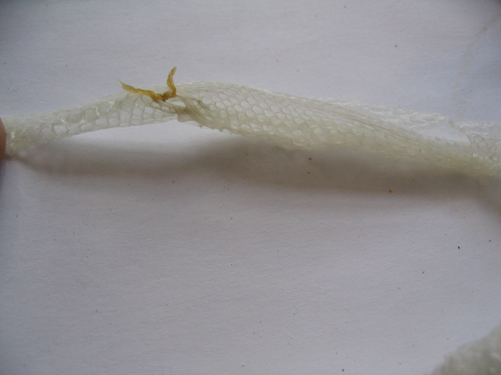 sperm plugs?