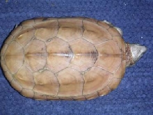chinemys reevesii leucistic