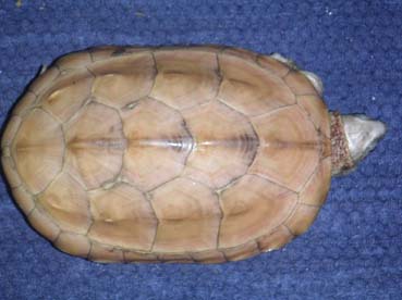 chinemys reevesii leucistic