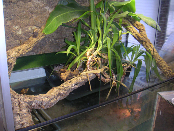 Paleosuchus enclosure