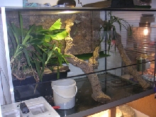 new paleosuchus enclosure