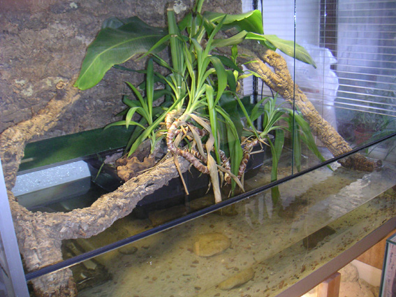 new Paleosuchus enclosure