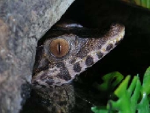 one of my Paleosuchus