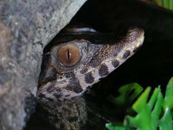 one of my Paleosuchus