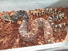 Trumbower Tricolor