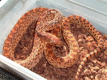 Crumbley Red